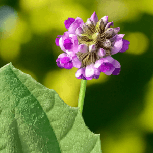 blue egyptian plant babchi babchi blue antioxidant method